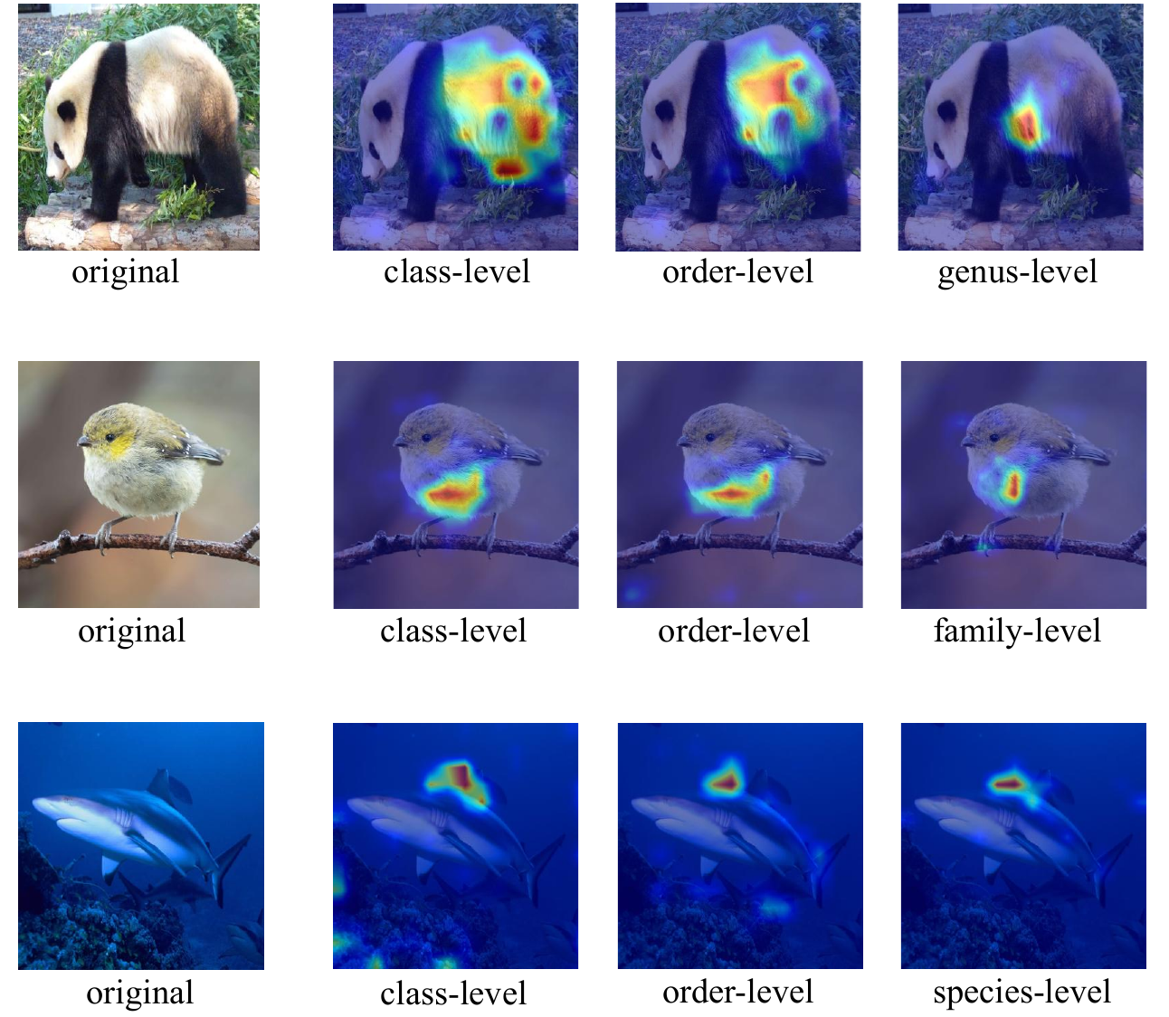 Baseline attention visualization across taxonomic granularity